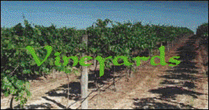 Vineyards Title.png